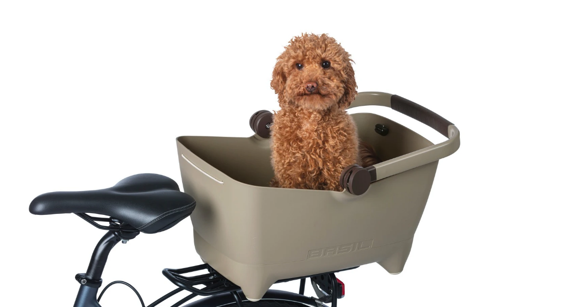 Cute dog in bike basket