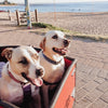 Dogs enjoying ride at the beach